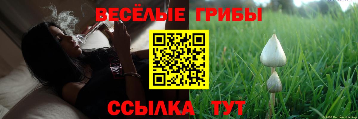 Галлюциногенные грибы Psilocybe  Вход с VPN  Скопин 